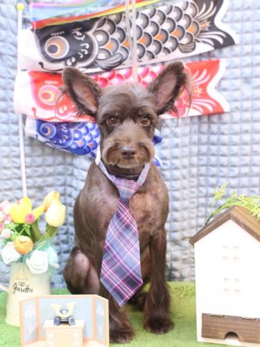 20230521コットンくん